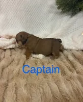 Captain America , a male English Bulldog for sale in Gray, KY – 2 of 3