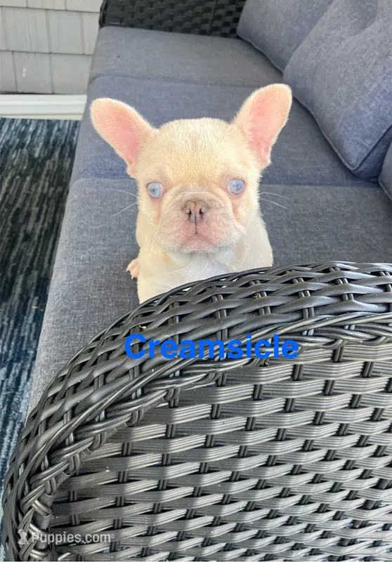 Creamsicle  – French Bulldog puppy for sale in Gray, KY