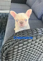 Blue eyed Creamsicle ., a male French Bulldog for sale in Gray, KY – 3 of 10