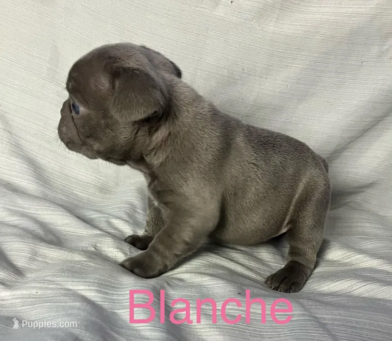 Blanche