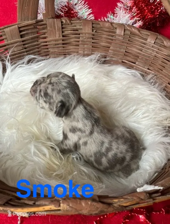 Smoke – French Bulldog puppy for sale in Gray, KY