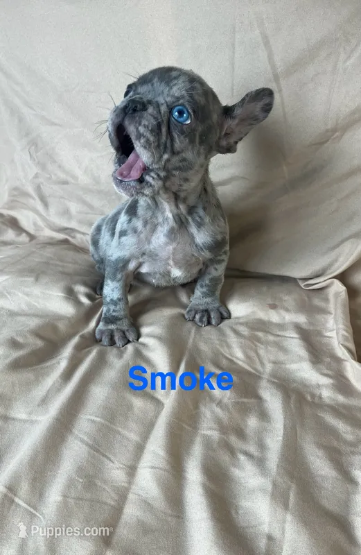 Smoke – French Bulldog puppy for sale in Gray, KY