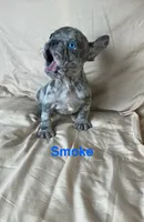 Reduced…..Smoke, a male French Bulldog for sale in Gray, KY – 4 of 10