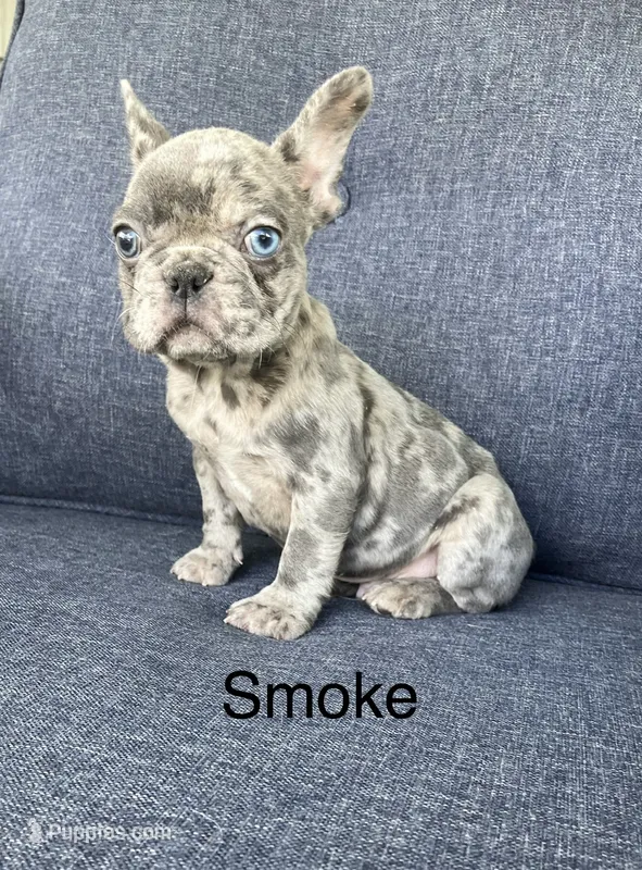 Reduced…..Smoke – French Bulldog puppy for sale in Gray, KY