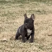 processed/e82efc9e-a7f4-43d4-a2ce-c5df85ae9664/listing/8e0eadd6-6da0-4d2b-b25b-ef7ca1fc3bf8/44496e72-eef1-40d4-82e6-41c69022e622