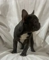 processed/e82efc9e-a7f4-43d4-a2ce-c5df85ae9664/listing/8e0eadd6-6da0-4d2b-b25b-ef7ca1fc3bf8/4b074bbd-620f-4ab2-8fd4-ed5500ec1298