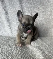 Cinderella found her family, a female French Bulldog for sale in Gray, KY – Photo 5 of 5