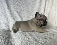 Cinderella found her family, a female French Bulldog for sale in Gray, KY – Photo 2 of 5