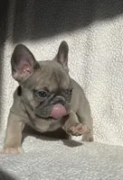 Cinderella found her family, a female French Bulldog for sale in Gray, KY – Photo 1 of 5