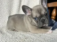 Cinderella found her family, a female French Bulldog for sale in Gray, KY – Photo 3 of 5