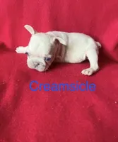 Creamsicle , a male French Bulldog for sale in Gray, KY – 2 of 3