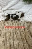 Independence…champion sired, a female English Bulldog for sale in Gray, KY – 2 of 3