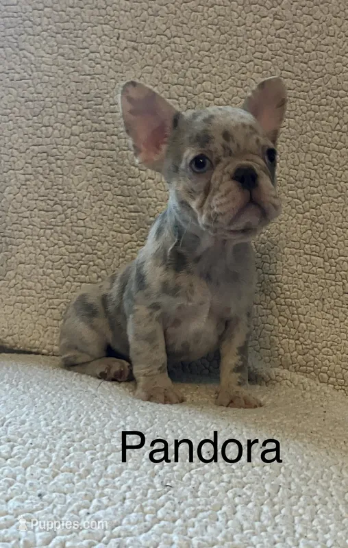 Reduced….Pandora  – French Bulldog puppy for sale in Gray, KY