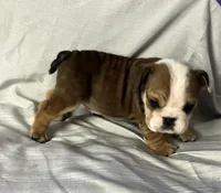 Diana, a female English Bulldog for sale in Gray, KY – Photo 2 of 3