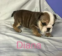 Diana, a female English Bulldog for sale in Gray, KY – Photo 1 of 3