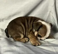 Diana, a female English Bulldog for sale in Gray, KY – Photo 3 of 3