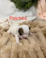 Miss Patches, a female English Bulldog for sale in Gray, KY – 2 of 3