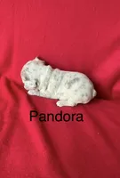 Pandora , a female French Bulldog for sale in Gray, KY – 3 of 3