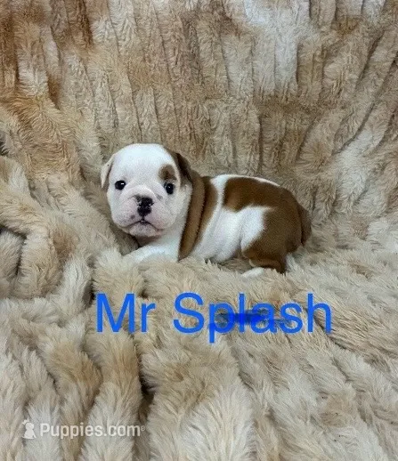 Mr Splash . – English Bulldog puppy for sale in Gray, KY