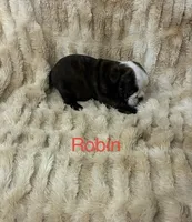 Robin , a female English Bulldog for sale in Gray, KY – 3 of 3