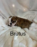 Pending-Brutus , a male English Bulldog for sale in Gray, KY – 2 of 3