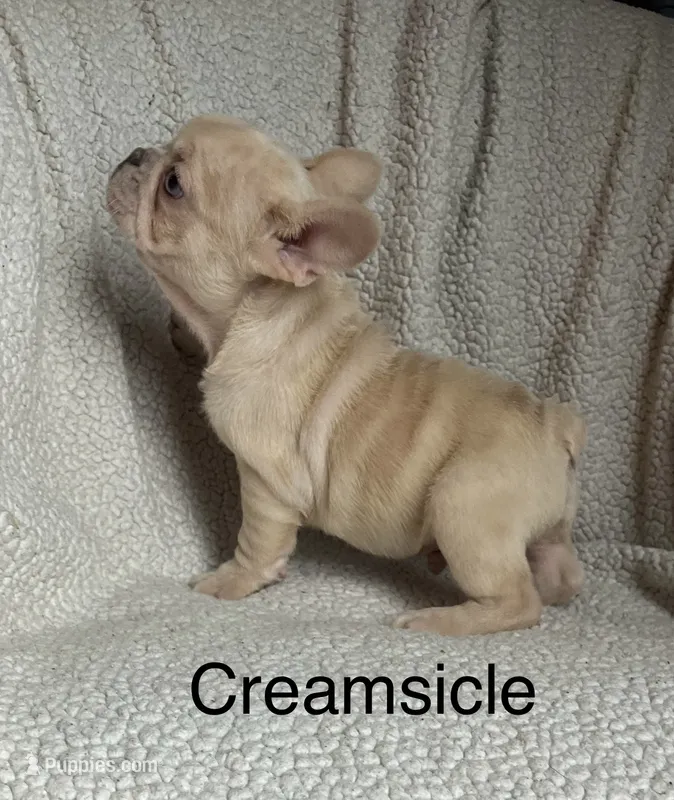 Creamsicle  – French Bulldog puppy for sale in Gray, KY