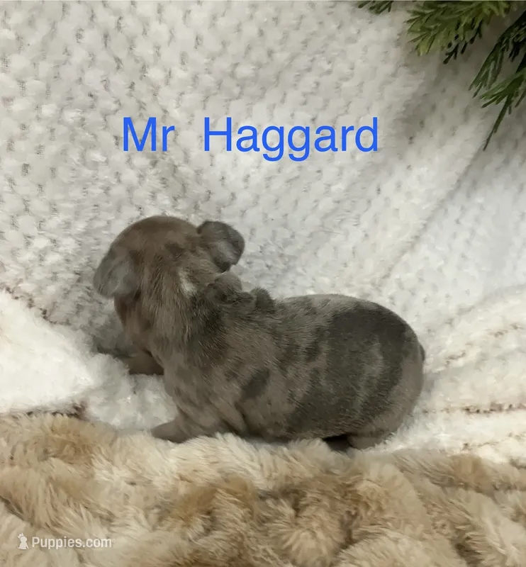 Mr Haggard . – French Bulldog puppy for sale in Gray, KY