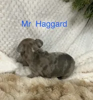 Mr Haggard ., a male French Bulldog for sale in Gray, KY – 3 of 3
