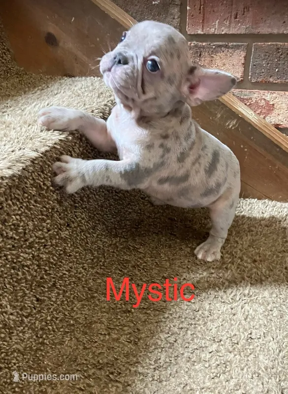 Mystic – French Bulldog puppy for sale in Gray, KY