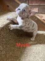 Reduced…Mystic, a female French Bulldog for sale in Gray, KY – 3 of 8