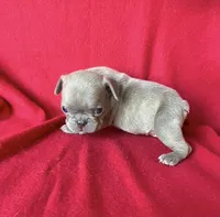 The Blues Man, a male French Bulldog for sale in Gray, KY – 2 of 3