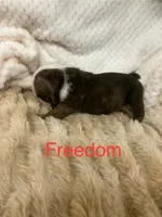 Champion sired Freedom , a female English Bulldog for sale in Gray, KY – 3 of 3