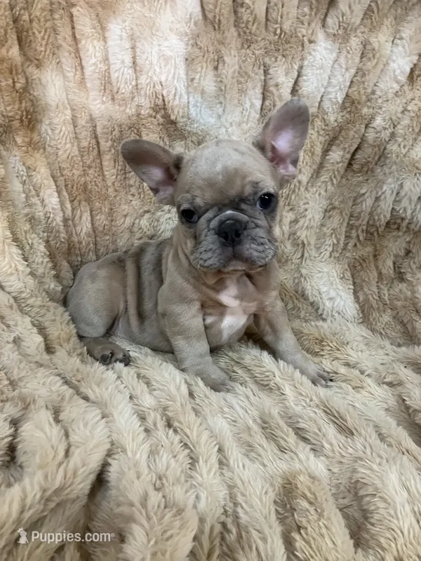 Mr Haggard  – French Bulldog puppy for sale in Gray, KY