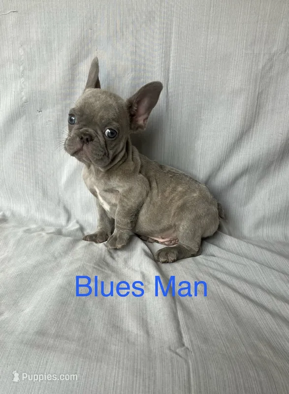 The Blues Man – French Bulldog puppy for sale in Gray, KY
