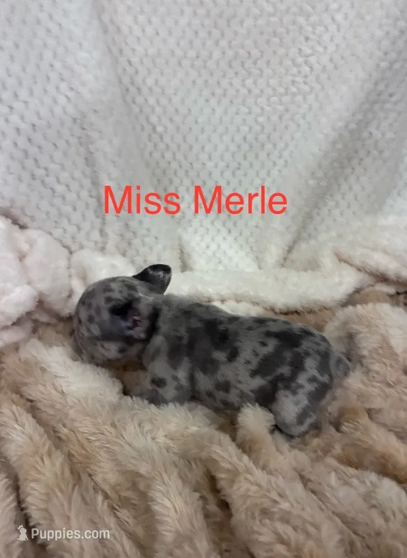 Miss Merle  – French Bulldog puppy for sale in Gray, KY