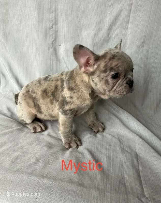 Mystic – French Bulldog puppy for sale in Gray, KY
