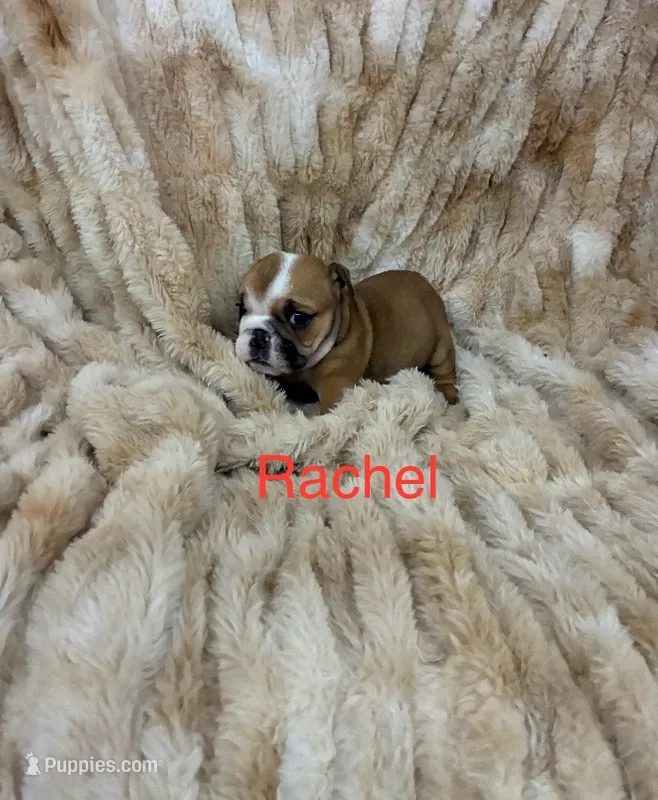 Rachal – English Bulldog puppy for sale in Gray, KY