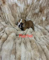 Rachal, a female English Bulldog for sale in Gray, KY – 1 of 3