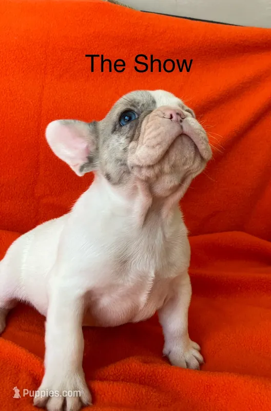 Mr Show – French Bulldog puppy for sale in Gray, KY
