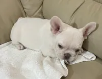 Miss Lila found forever home, a female French Bulldog for sale in Gray, KY – Photo 8 of 10