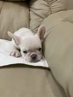 Miss Lila found forever home, a female French Bulldog for sale in Gray, KY – Photo 9 of 10