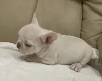 Miss Lila found forever home, a female French Bulldog for sale in Gray, KY – Photo 5 of 10