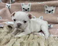 Miss Lila found forever home, a female French Bulldog for sale in Gray, KY – Photo 4 of 10