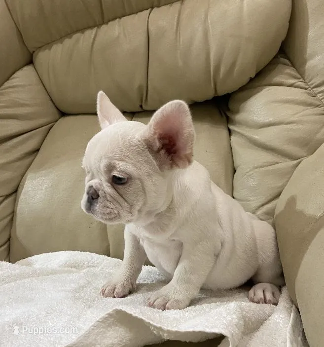 Miss Lila found forever home