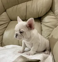 Miss Lila found forever home, a female French Bulldog for sale in Gray, KY – Photo 1 of 10