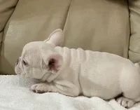 Miss Lila found forever home, a female French Bulldog for sale in Gray, KY – Photo 7 of 10