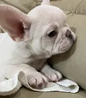 Miss Lila found forever home, a female French Bulldog for sale in Gray, KY – Photo 3 of 10