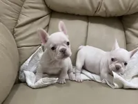 Miss Lila found forever home, a female French Bulldog for sale in Gray, KY – Photo 10 of 10