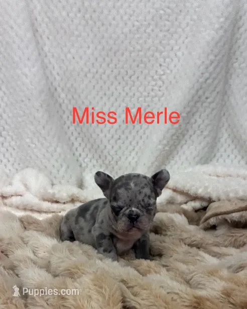 Miss Merle . – French Bulldog puppy for sale in Gray, KY