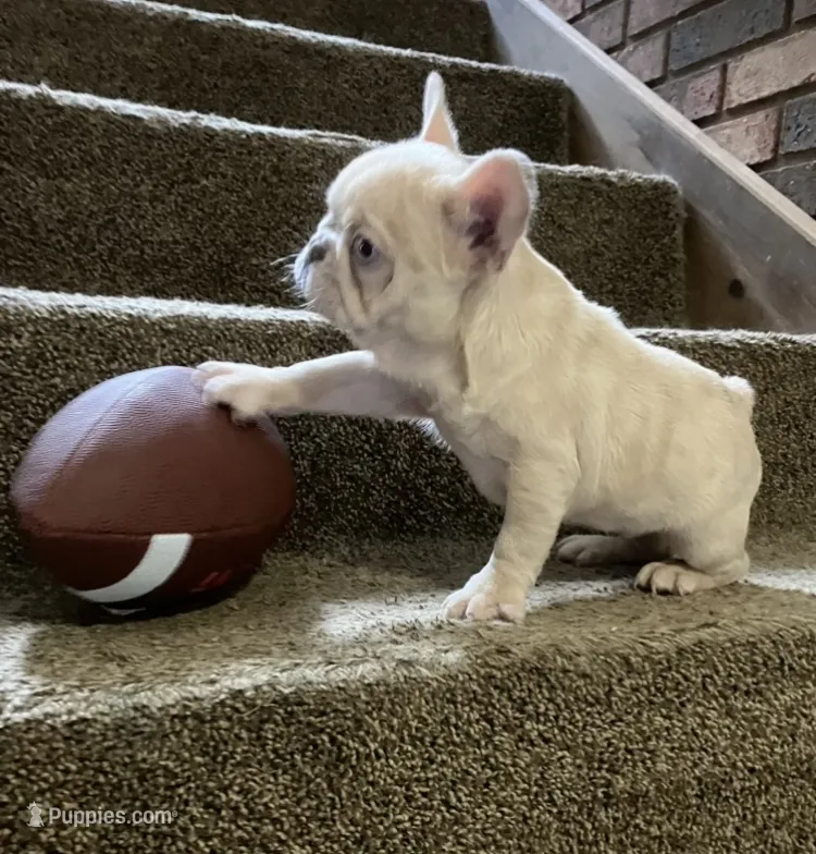 Blue eyed Creamsicle. – French Bulldog puppy for sale in Gray, KY